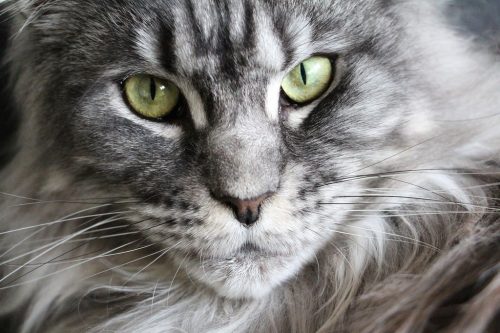 cat-maine-coon-