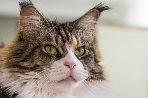 cat-thoroughbred