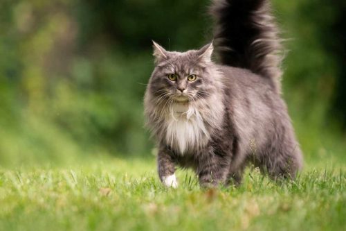 mainecoon