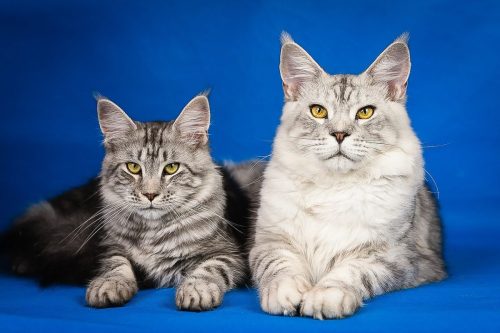 maine-coon